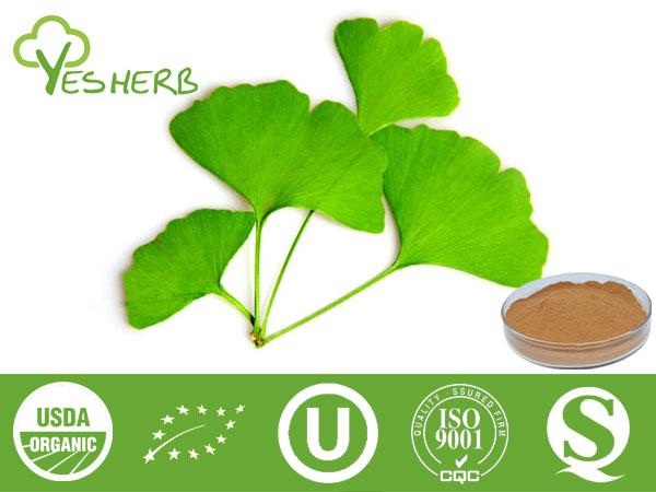 Ginkgo Biloba Extrakt - Ginkgetin 24%/ Ginkgolides 6%