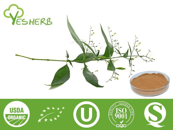 Andrographis Paniculata Extract - Andrographolide 5%-98%